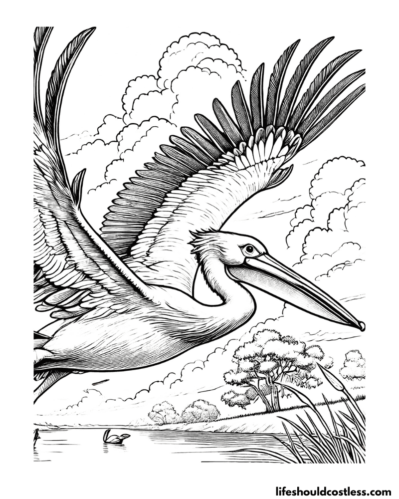 Flying pelican coloring sheet example