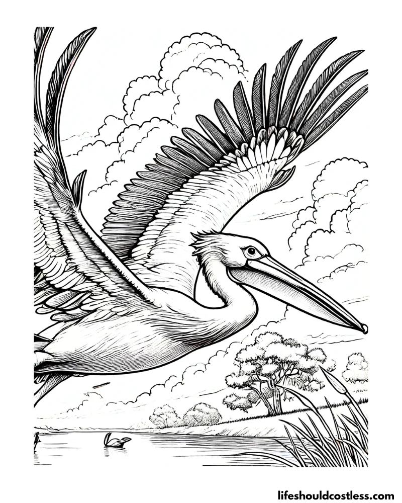 Flying pelican coloring sheet example