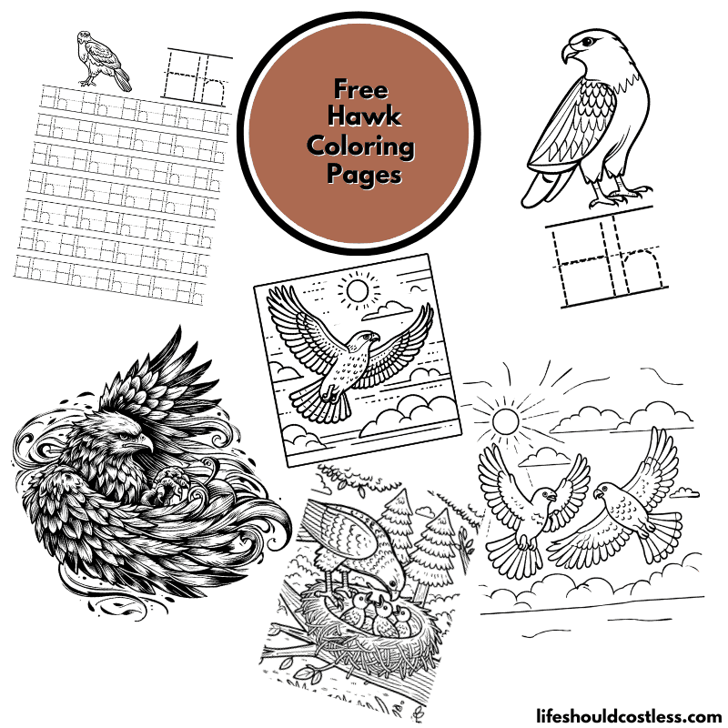 Hawk Coloring Pages (free PDF prints) - Life Should Cost Less