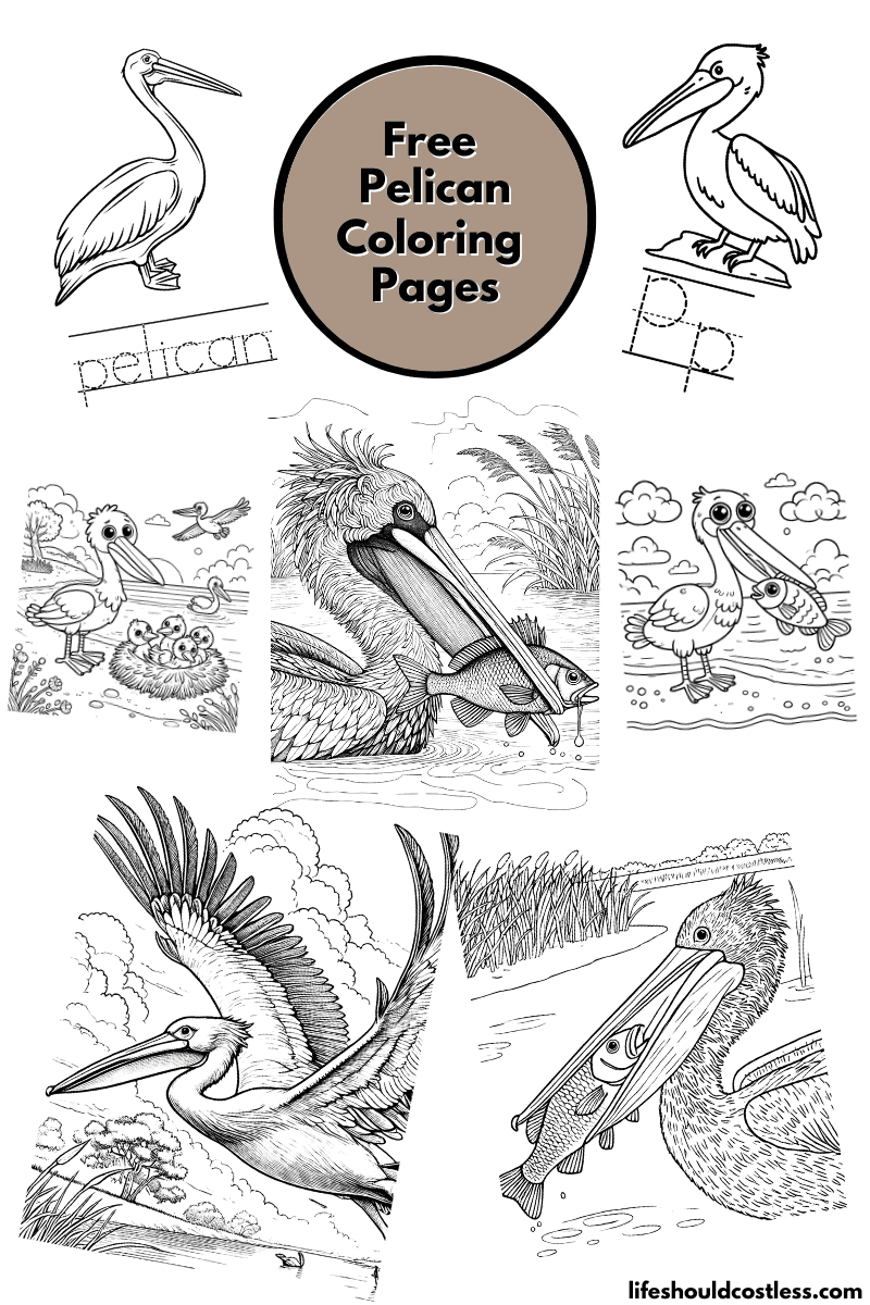 Pelican Coloring Pages (free PDF prints) - Life Should Cost Less