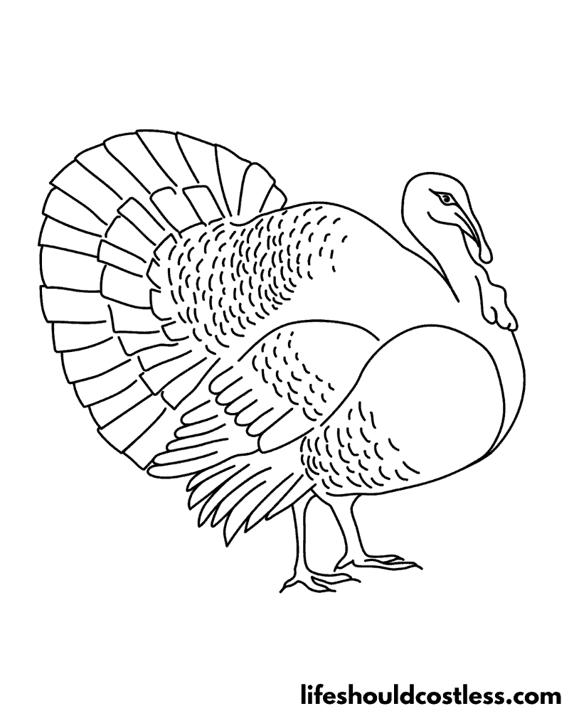 Turkey Colouring Page Example