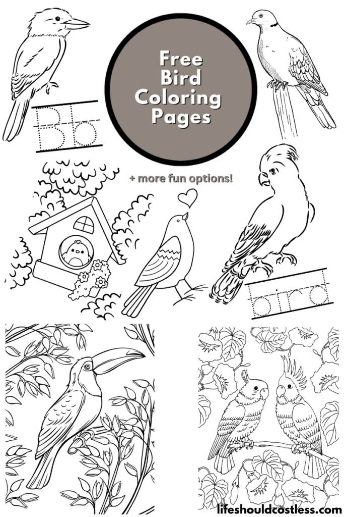 Free Printable Bird Coloring Pages for Kids