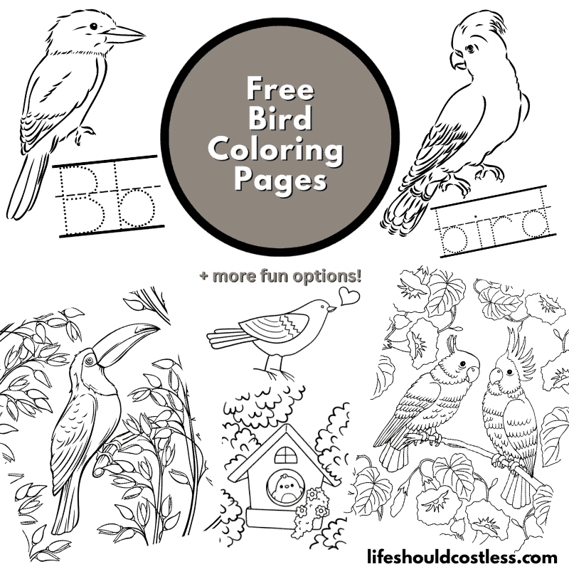 birds coloring pages