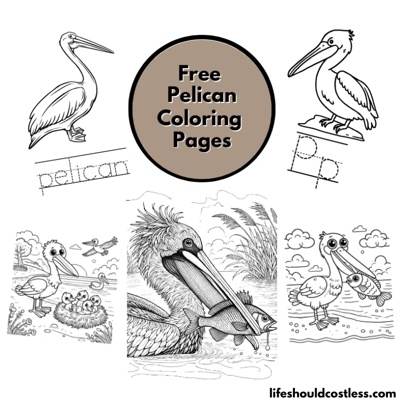 coloring pages to print pelican