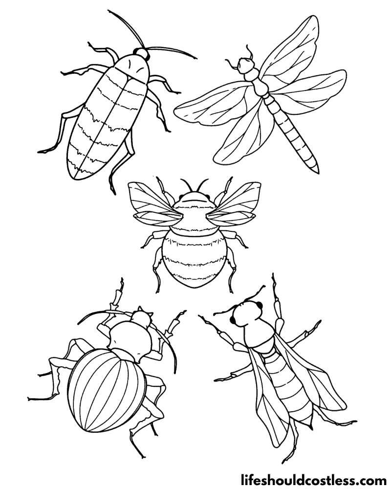 Coloring Pages Insects Example