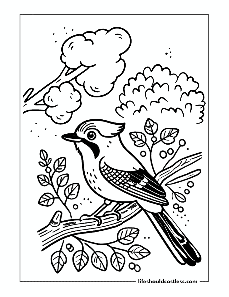 Blue jay coloring page