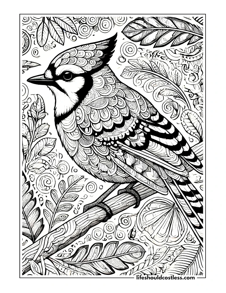 Blue jay coloring pages