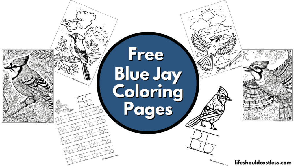 blue jay coloring