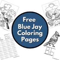 blue jay coloring