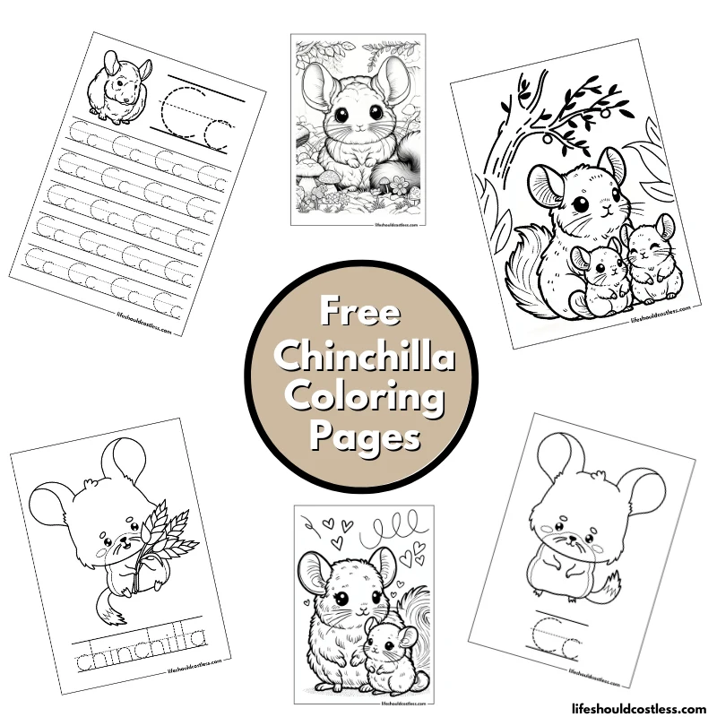 chinchilla print